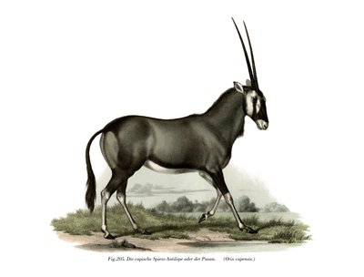 Gemsbok, 1860 - German School